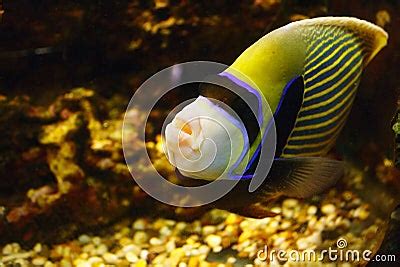 Beautiful Emperor Angelfish Pomacanthus Imperator In Habitat Stock Photo | CartoonDealer.com ...