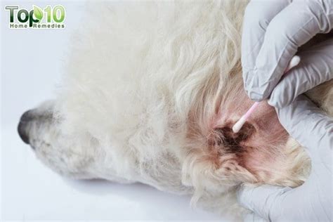 Home Remedies for Ear Mites in Dogs | Top 10 Home Remedies | Dog ear mites, Mites on dogs, Dog ...