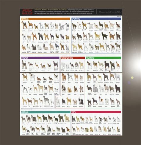 American Kennel Dog Breeds Club Chart 18"x28" (45cm/70cm) Bundle of 2 Poster