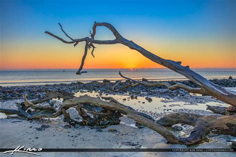 Best Driftwood Beach Sunrise at Georgia | Royal Stock Photo