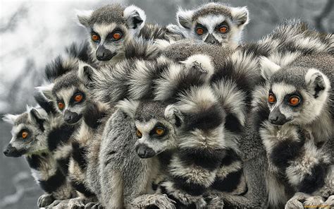 🔥 [70+] Lemur Wallpapers | WallpaperSafari