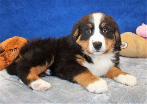 Bernese Mountain Dog Puppies For Sale - Long Island Puppies