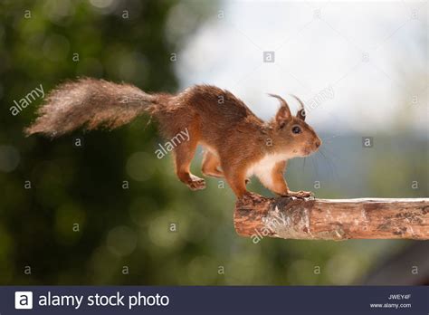 Squirrel Jumping Stock Photos & Squirrel Jumping Stock Images - Alamy