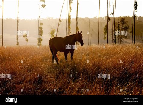 Waler Breed Horse - Australia Stock Photo - Alamy