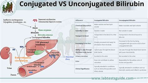 Differences Between Conjugated and Unconjugated Bilirubin | Lab Tests Guide