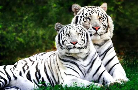 Bengal Tiger - Description, Habitat, Image, Diet, and Interesting Facts