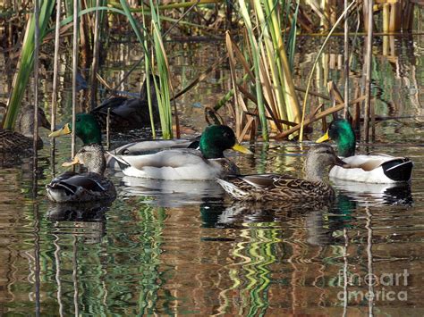 Puddle Ducks Photograph by Skip Willits - Fine Art America