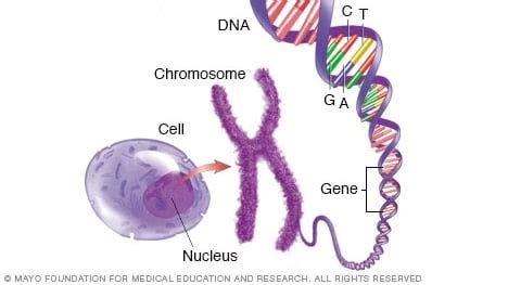 Curiosidades geneticas: ¿Qué son los SNPs? | ADNTRO