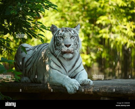 White tigress resting. Novosibirsk ZOO Stock Photo - Alamy