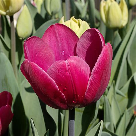 Rome of the West: Spring Flowers at Shaw's Garden