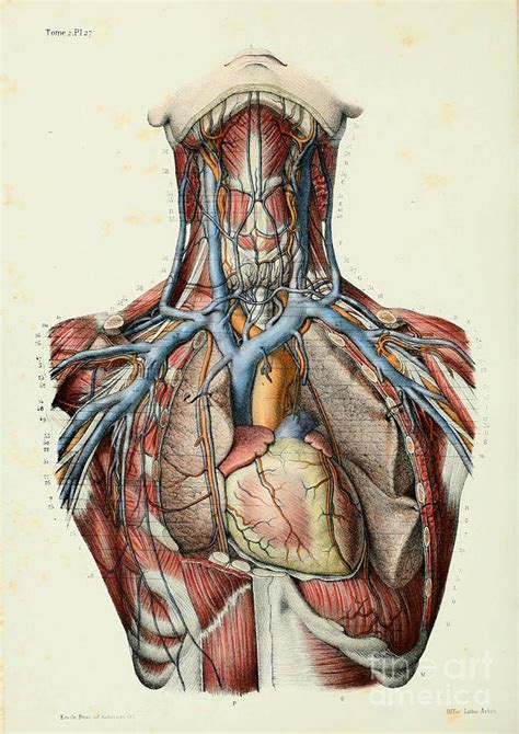 Anatomy human body old anatomical 46 Painting by Boon Mee - Pixels Merch