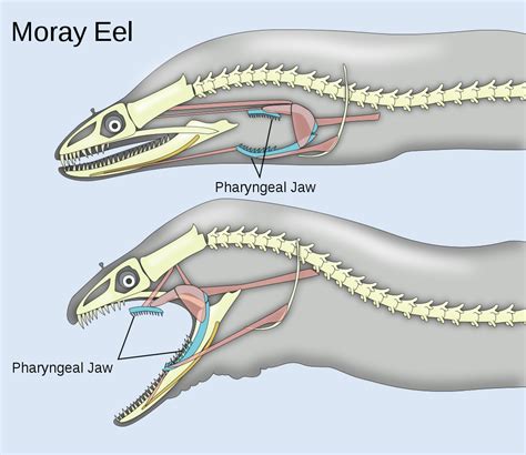ANGUILLIDAE (SIDHAT - 鳗 - EEL): RAHANG KERONGKONGAN SIDHAT 5 - 咽颌 - Pharyngeal jaw
