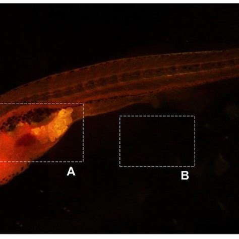 Zebrafish at the 18th dpf colored with Nile Red dye; A: Perivisceral ...