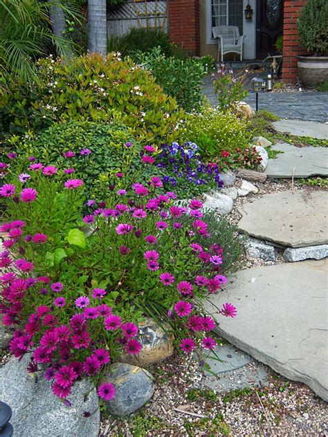 Top 20 Drought-Tolerant Plants for a Waterwise Landscape