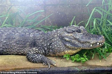 Giant Chinese paddlefish dubbed the 'Panda of the Yangtze River' is declared extinct due to ...