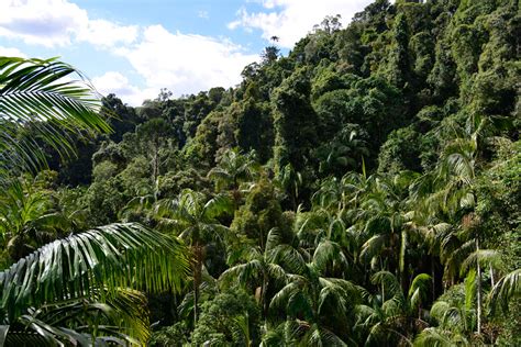 Tamborine Forest Skywalk Mt Tamborine | Must do Brisbane