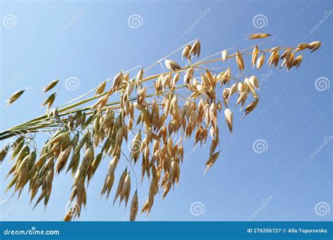 Reaching the Harvest in the Field, Growing Oats Harvesting Stock Image ...