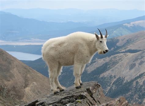 Yellowstone Wildlife Spotlight: Mountain Goat | Yellowstone Bear World