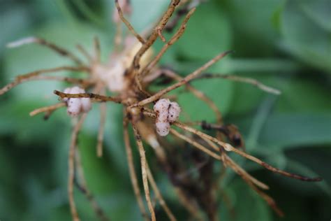 nitrogen fixating nodules | cover crop Fabaceae nitrogen fix… | Flickr