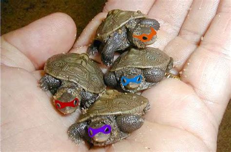 How Long Do Baby Turtles Take To Hatch - Baby Viewer