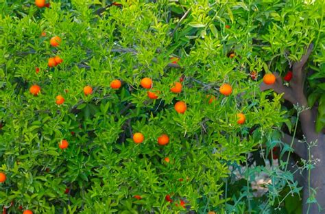 Premium Photo | Bitter orange tree with fruits and leaves