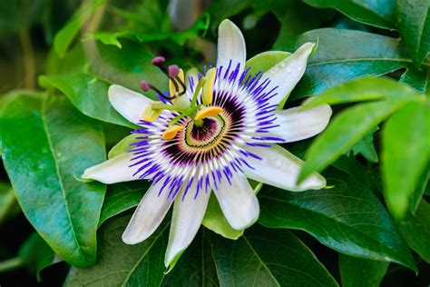 Passion Flower Care & UK Growing Tips | UpGardener™