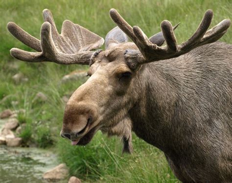 Moose from Sweden. | Moose in Sweden. Photo: Samphotostock/M… | Flickr