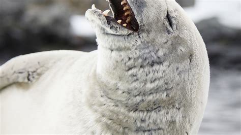 What's so funny? Seal rolls around in fit of laughter while pals sleep - World News - Mirror Online