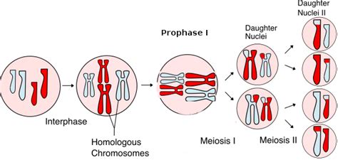 During Which 3 Phases Are Individual Chromosomes Not Visible