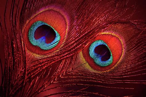 Red Peacock Feathers Photograph by Jenny Rainbow - Fine Art America