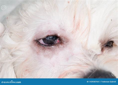 Eye of a Dog after Cherry Eye Surgery Stock Photo - Image of background, maltese: 143938764