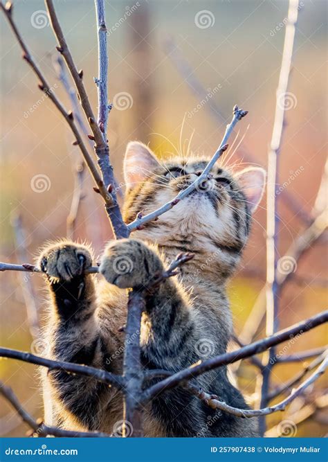 Funny Cat in the Garden on a Tree in Sunny Weather Stock Photo - Image ...