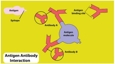 Stages and Features of Antigen-Antibody Reactions - Overall Science