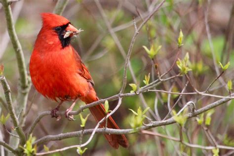 All About a Cardinal Nest and Nesting Habits - Birds and Blooms