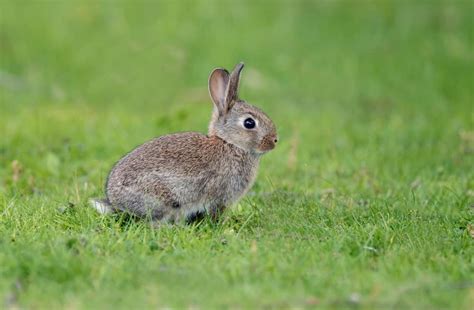 Cottontail Rabbits - Complete Guide 2021 - Northern Nester