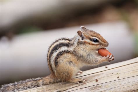 Cute Chipmunk Loading Up on Nuts Is Making Everybody’s Day - PetHelpful ...