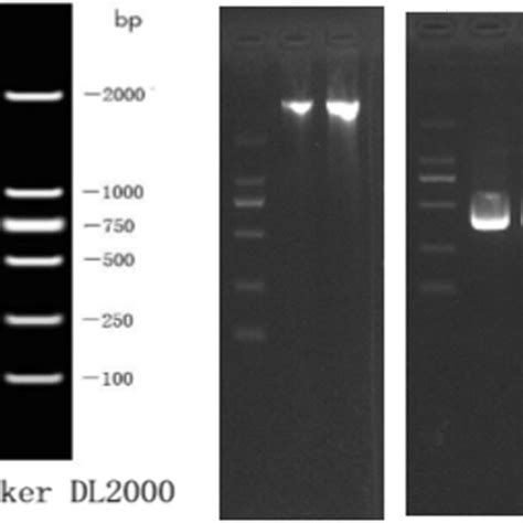 The DNA electrophoresis results (left) and the electrophoresis result... | Download Scientific ...