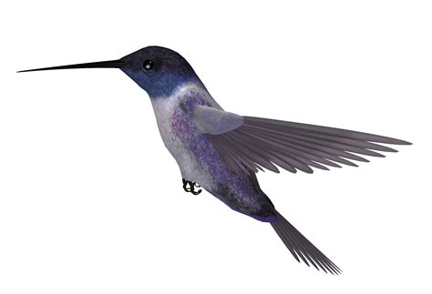 Free Hummingbird PNG Transparent Images, Download Free Hummingbird PNG ...