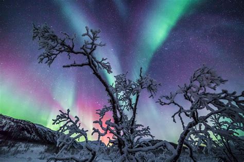 Christmas Tree | Aurora borealis northern lights, Northern lights, Northern lights norway