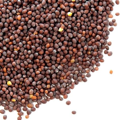 Brown Mustard Seeds for Sale | Buy Mustard Seeds Online | Spice Jungle