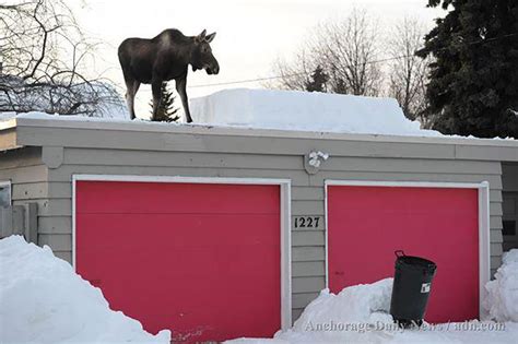 Near Record Snowfall in Anchorage Challenges Residents…and Roofs ...