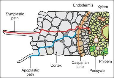 Apoplast: Difference Between Apoplast and Symplast Pathway