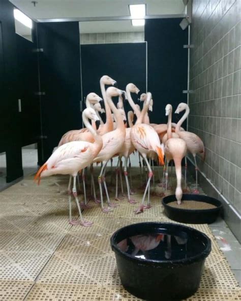 Flamingos evacuated to the bathroom at Sunken Gardens in St. Petersburg, FL to escape Hurricane ...