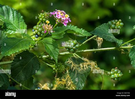 Flowers, leaves and berries of poisonous bush Lantana camara, also ...