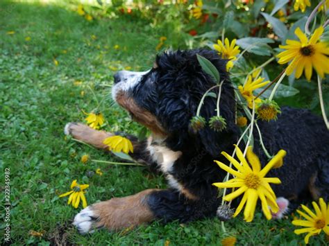 Berner Sennenhund Stock Photo | Adobe Stock