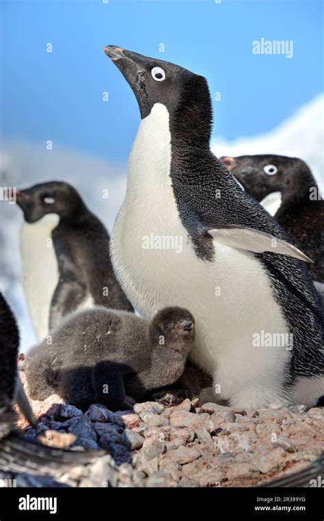 Adélie penguin breeding colony in Antarctica Stock Photo - Alamy