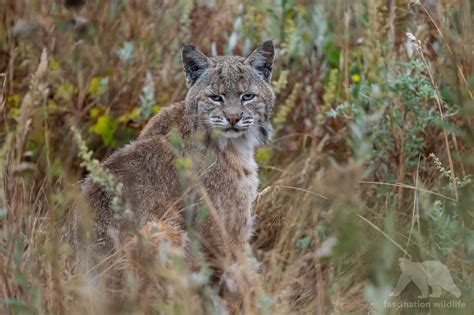 Point Reyes Wildlife - Fascination Wildlife