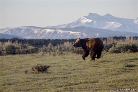 Yellowstone National Park Bear Photos ~ Yellowstone Up Close and Personal