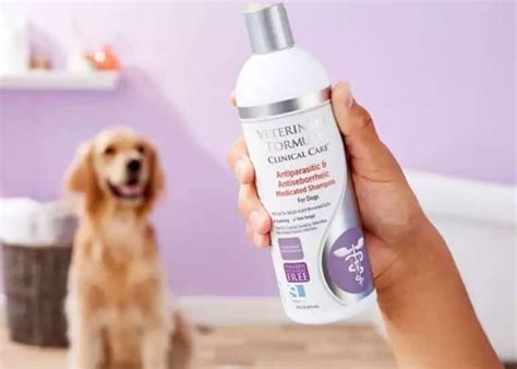 Best Mite Shampoo For Dogs To Treat Dog’s Skin Conditions