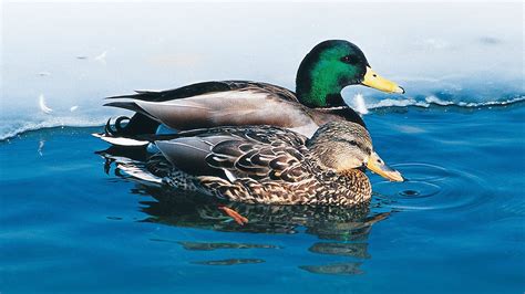 Become a partner — Ducks Unlimited Canada